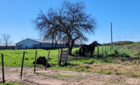 Granja Avícola de 16 ha.